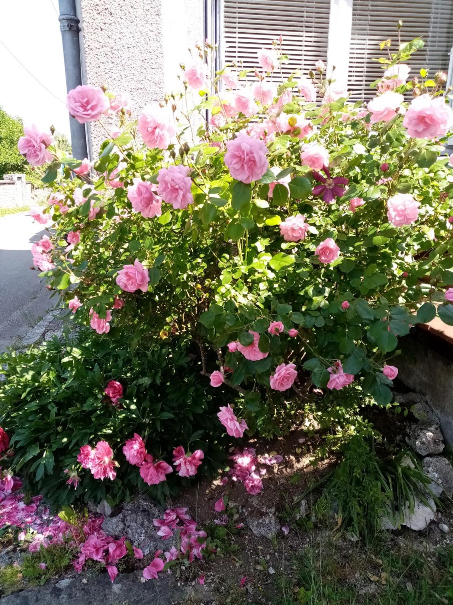 Gite Les 27 Roses Et Plus Chatel-Censoir Экстерьер фото